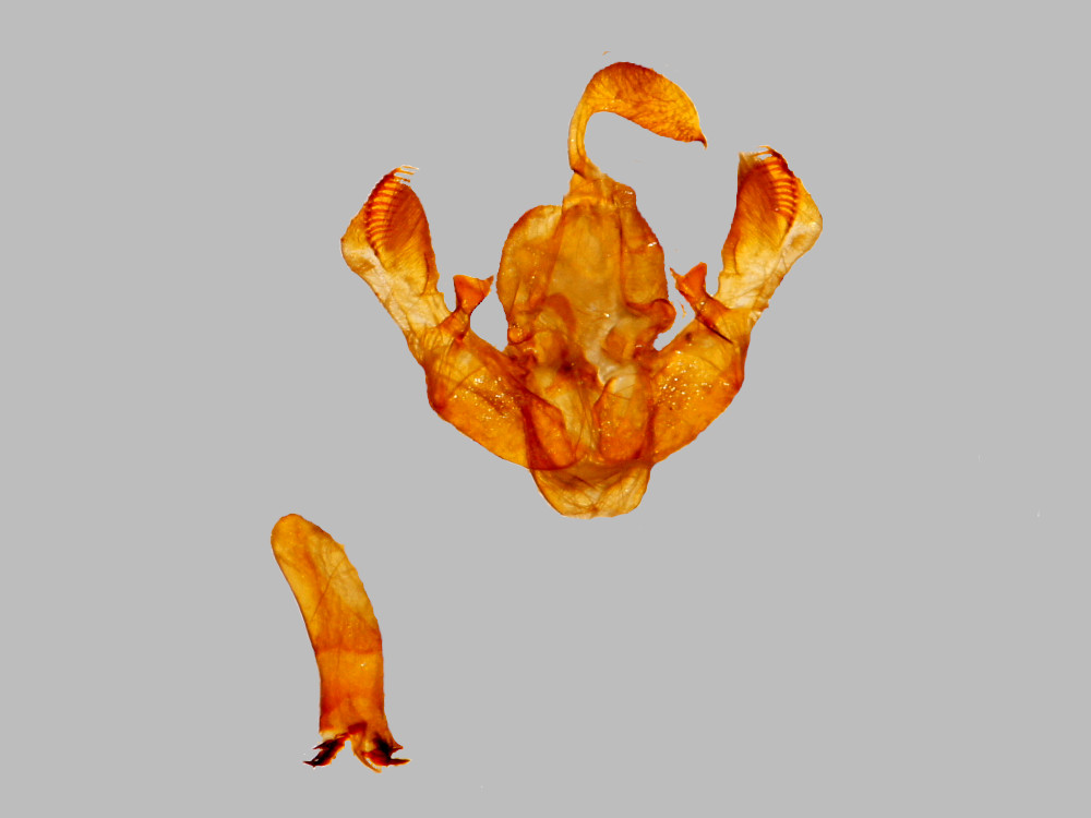 Bild Nr.09496 zum Vergrößern klicken Bild Nr.09496