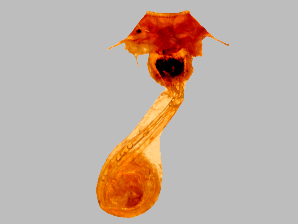 Bild Nr.09496 zum Vergrößern klicken Bild Nr.09496