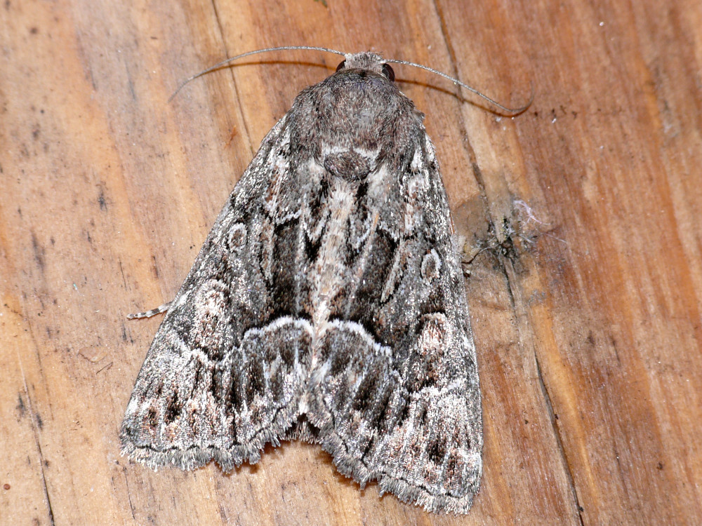 Bild Nr.09496 zum Vergrößern klicken Bild Nr.09496