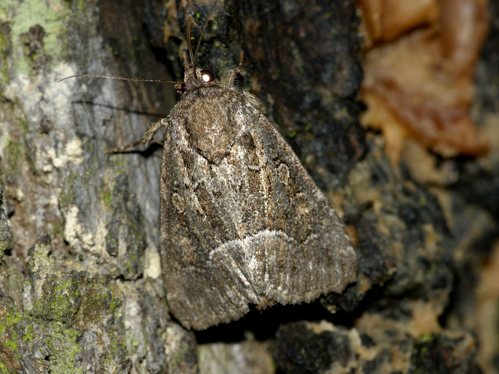 Bild Nr.09496 zum Vergrößern klicken Bild Nr.09496