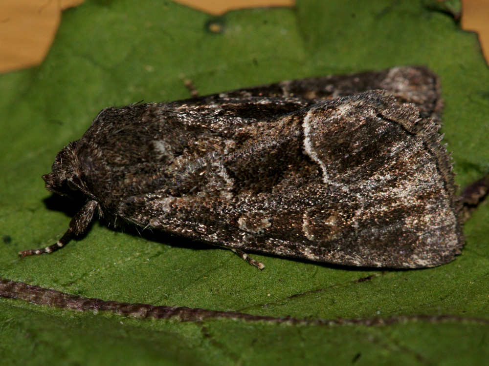 Bild Nr.09496 zum Vergrößern klicken Bild Nr.09496