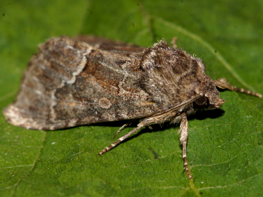 Bild Nr.09496 zum Vergrößern klicken Bild Nr.09496