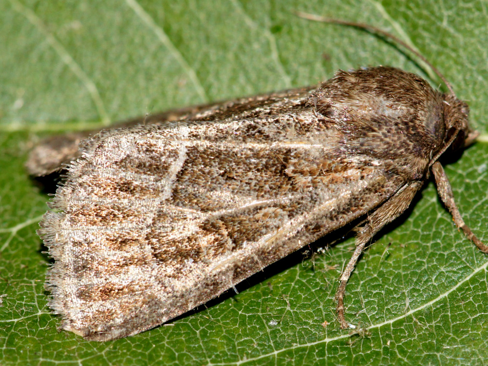 Bild Nr.09496 zum Vergrößern klicken Bild Nr.09496