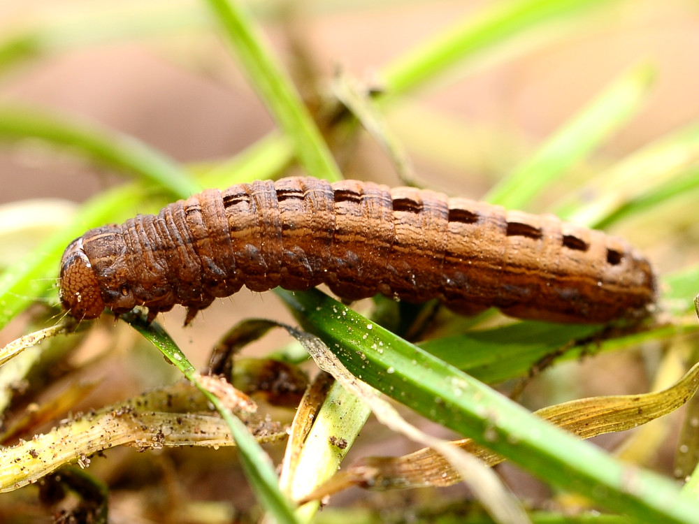 Bild Nr.09496 zum Vergrößern klicken Bild Nr.09496