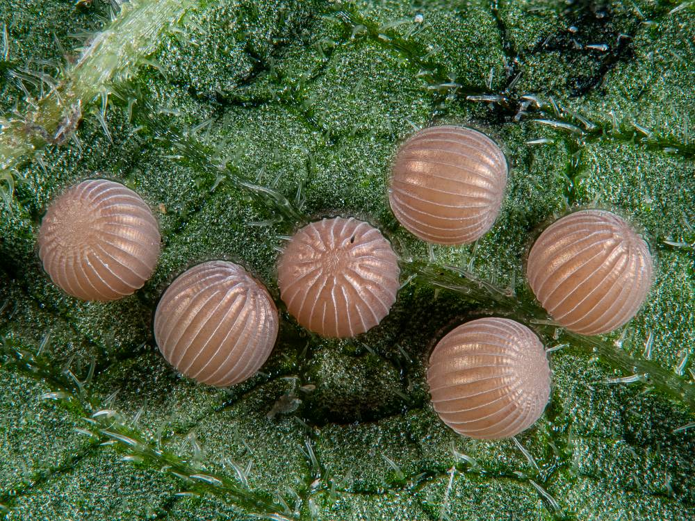 Bild Nr.09496 zum Vergrößern klicken Bild Nr.09496