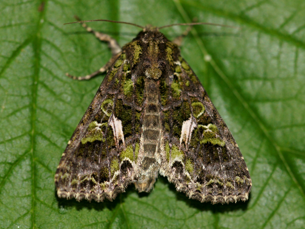 Bild Nr.09501 zum Vergrößern klicken Bild Nr.09501