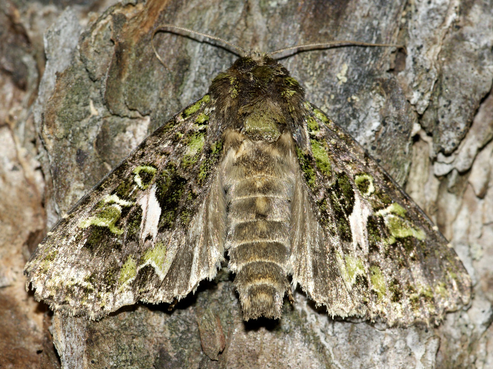 Bild Nr.09501 zum Vergrößern klicken Bild Nr.09501