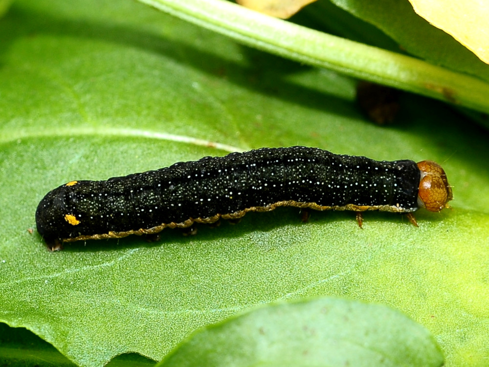 Bild Nr.09501 zum Vergrößern klicken Bild Nr.09501