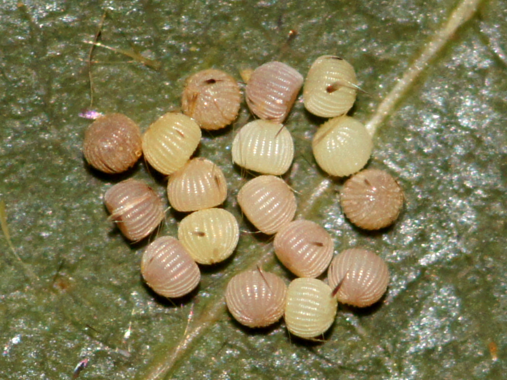 Bild Nr.09501 zum Vergrößern klicken Bild Nr.09501