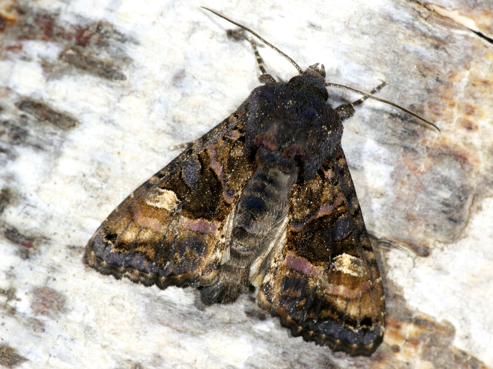 Bild Nr.09503 zum Vergrößern klicken Bild Nr.09503