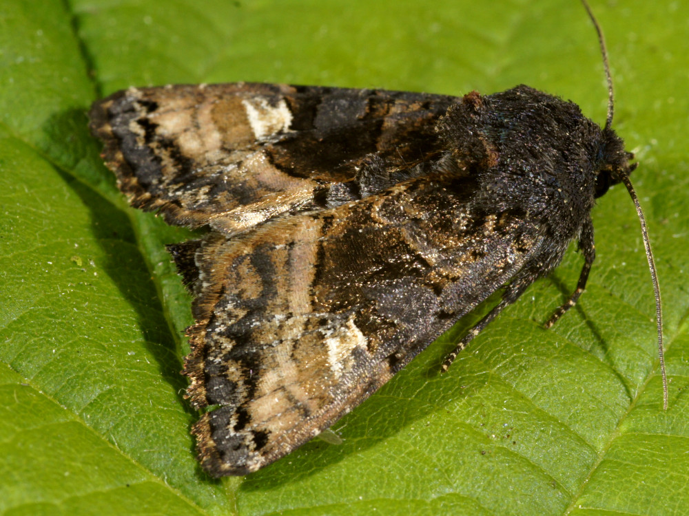 Bild Nr.09503 zum Vergrößern klicken Bild Nr.09503