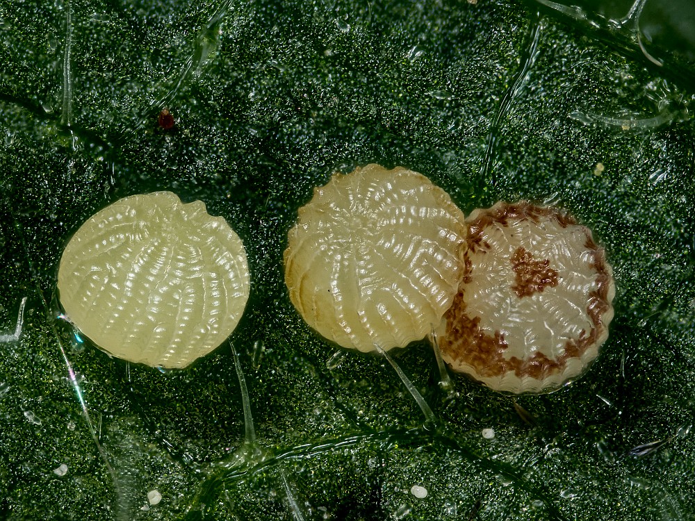 Bild Nr.09503 zum Vergrößern klicken Bild Nr.09503