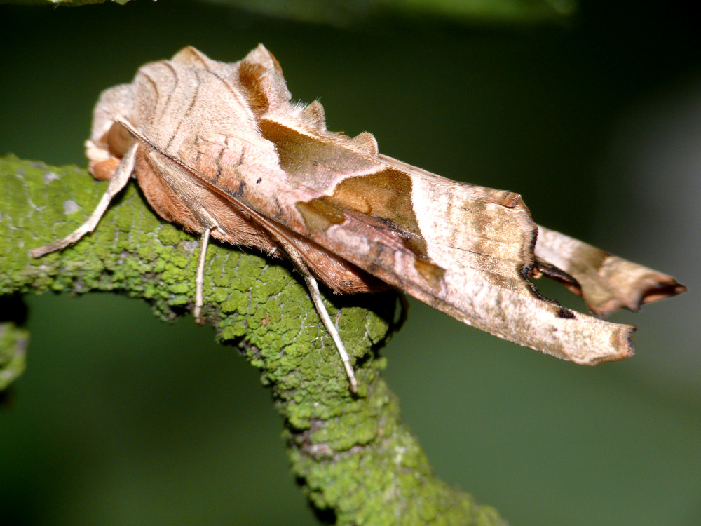 Bild Nr.09505 zum Vergrößern klicken Bild Nr.09505