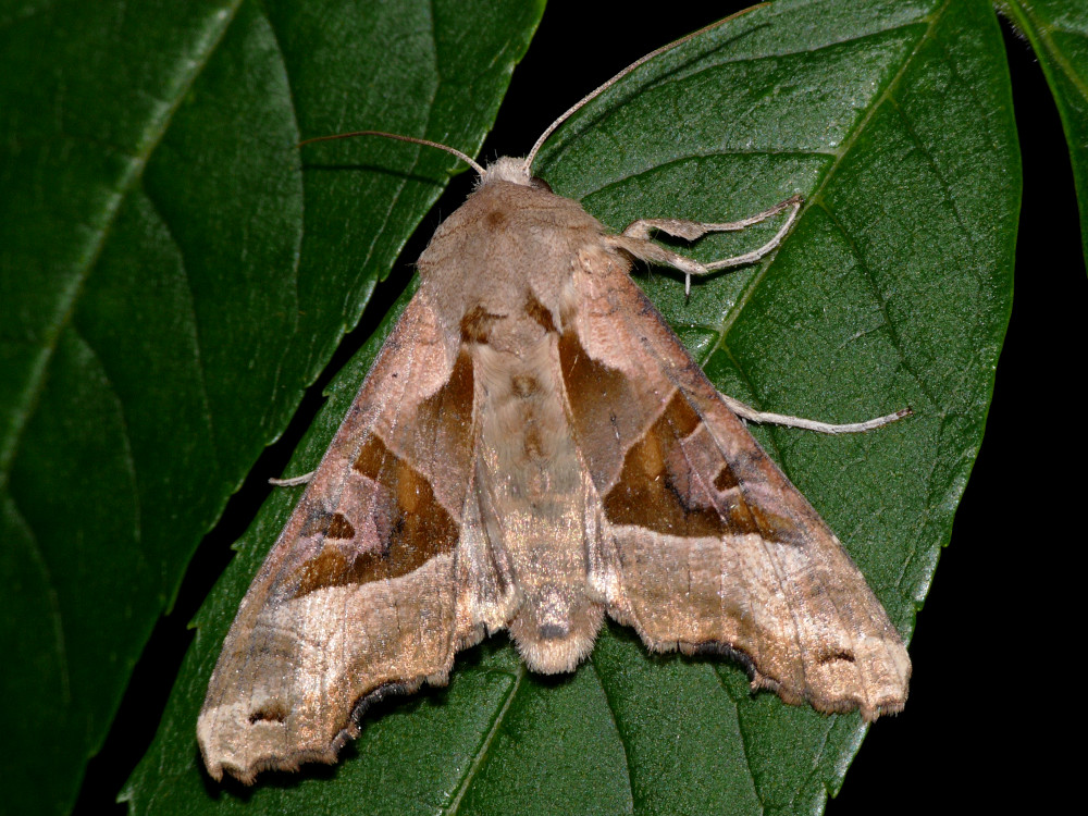 Bild Nr.09505 zum Vergrößern klicken Bild Nr.09505