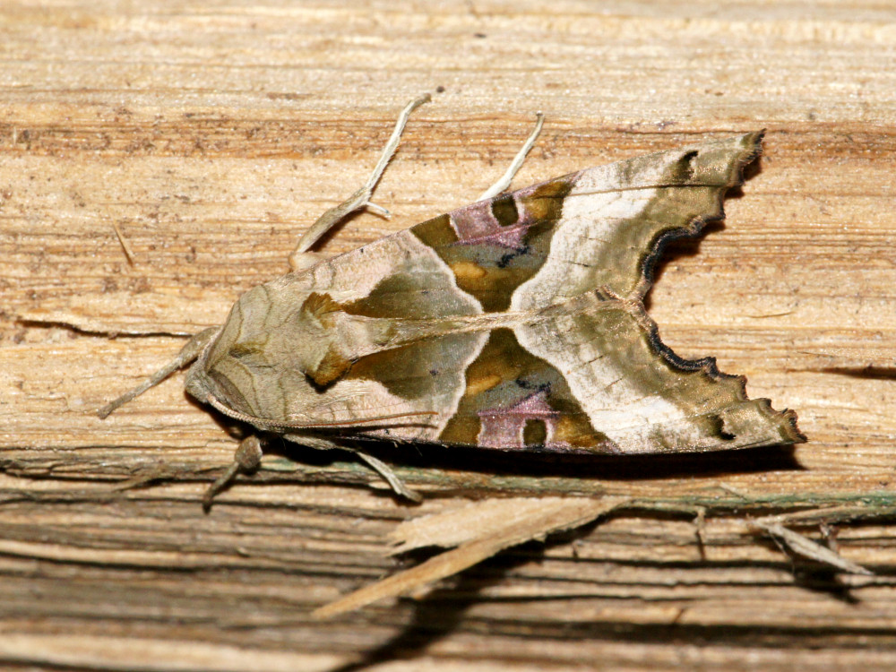 Bild Nr.09505 zum Vergrößern klicken Bild Nr.09505