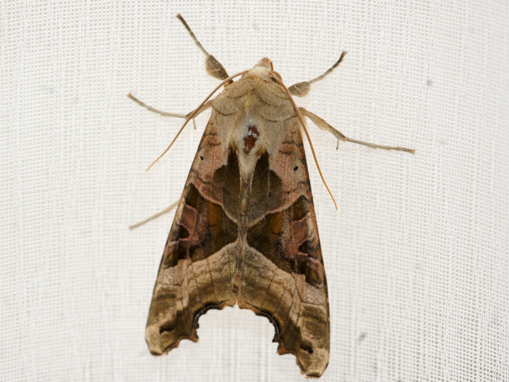 Bild Nr.09505 zum Vergrößern klicken Bild Nr.09505