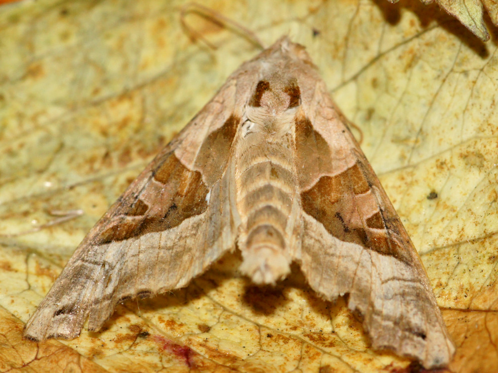 Bild Nr.09505 zum Vergrößern klicken Bild Nr.09505