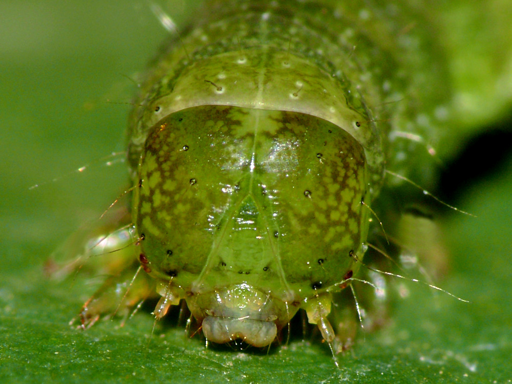 Bild Nr.09505 zum Vergrößern klicken Bild Nr.09505