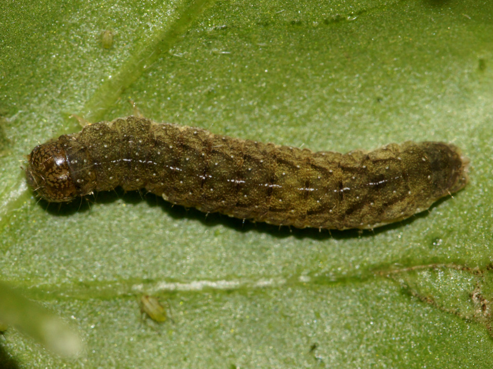 Bild Nr.09505 zum Vergrößern klicken Bild Nr.09505