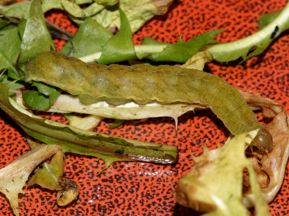 Bild Nr.09505 zum Vergrößern klicken Bild Nr.09505