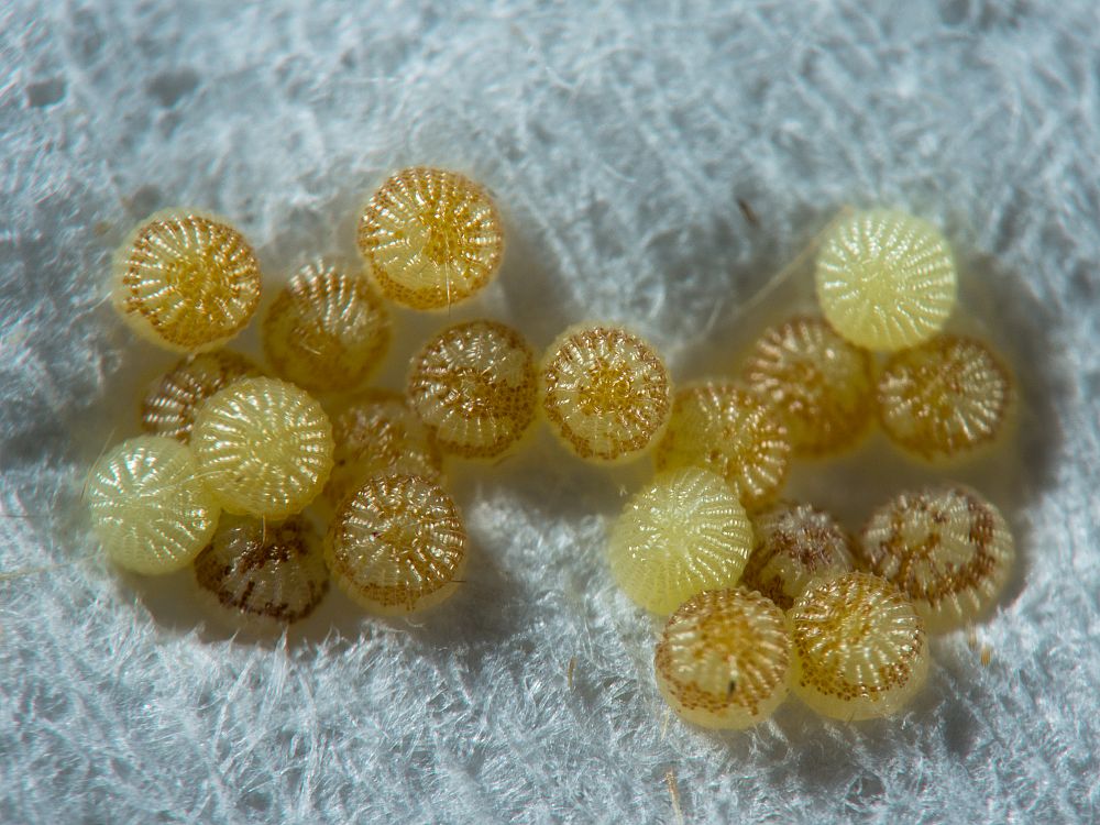 Bild Nr.09505 zum Vergrößern klicken Bild Nr.09505