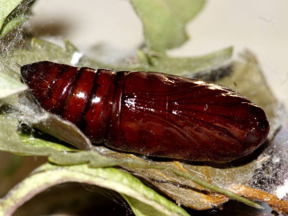 Bild Nr.09505 zum Vergrößern klicken Bild Nr.09505