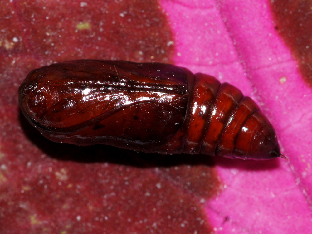 Bild Nr.09505 zum Vergrößern klicken Bild Nr.09505