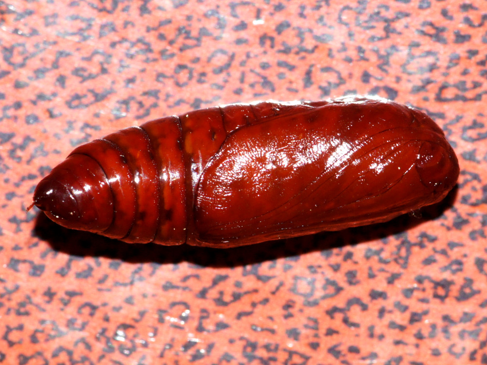 Bild Nr.09505 zum Vergrößern klicken Bild Nr.09505