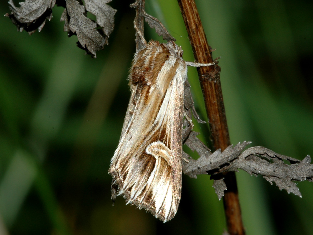 Bild Nr.09515 zum Vergrößern klicken Bild Nr.09515