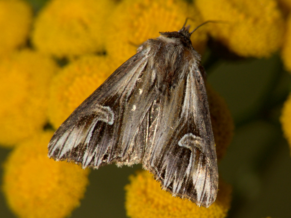 Bild Nr.09515 zum Vergrößern klicken Bild Nr.09515