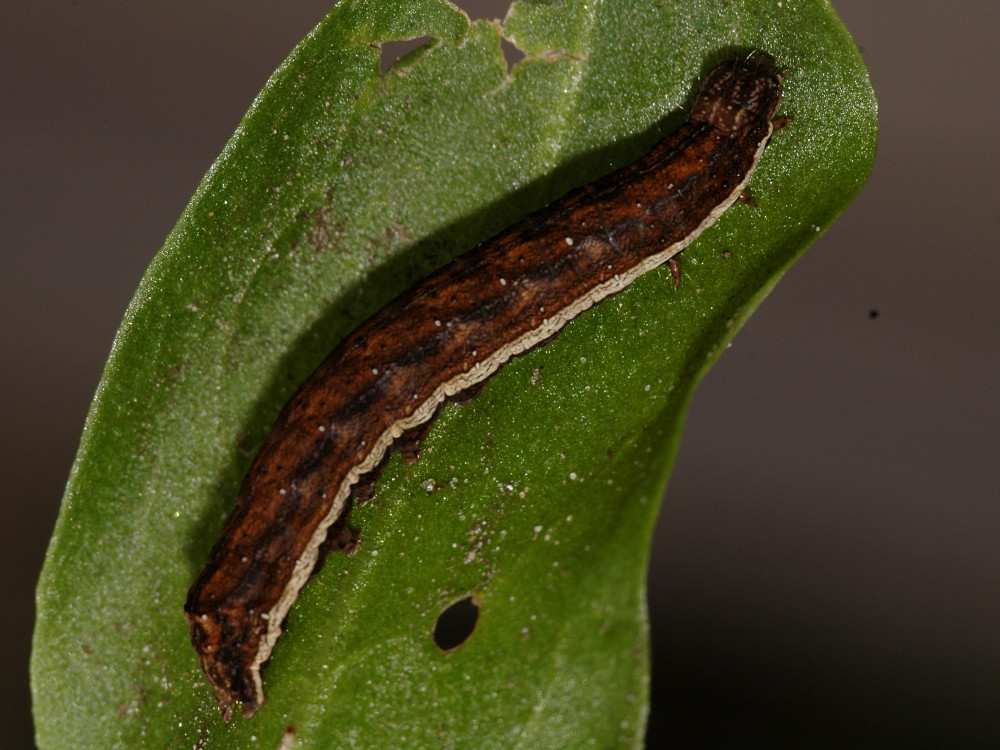 Bild Nr.09515 zum Vergrößern klicken Bild Nr.09515