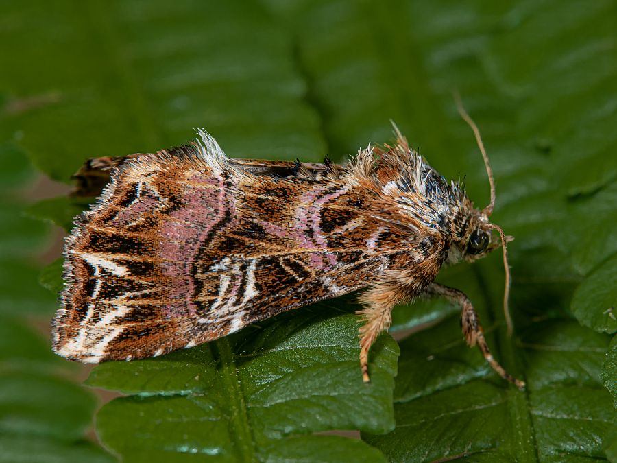 Bild Nr.09520 zum Vergrößern klicken Bild Nr.09520