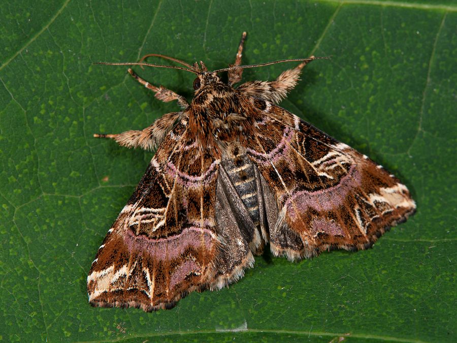 Bild Nr.09520 zum Vergrößern klicken Bild Nr.09520