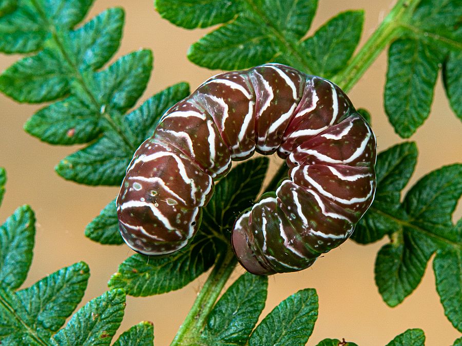 Bild Nr.09520 zum Vergrößern klicken Bild Nr.09520