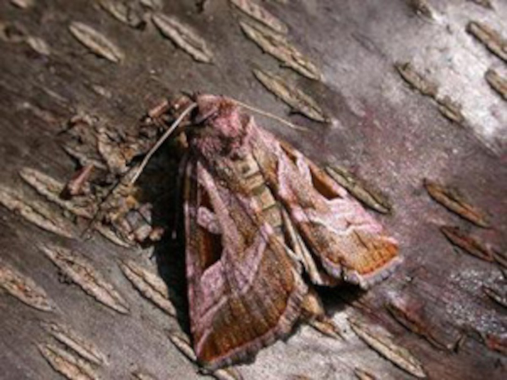 Bild Nr.09525 zum Vergrößern klicken Bild Nr.09525