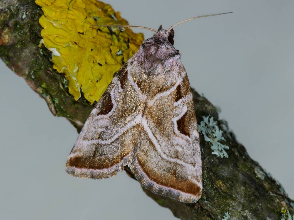 Bild Nr.09525 zum Vergrößern klicken Bild Nr.09525