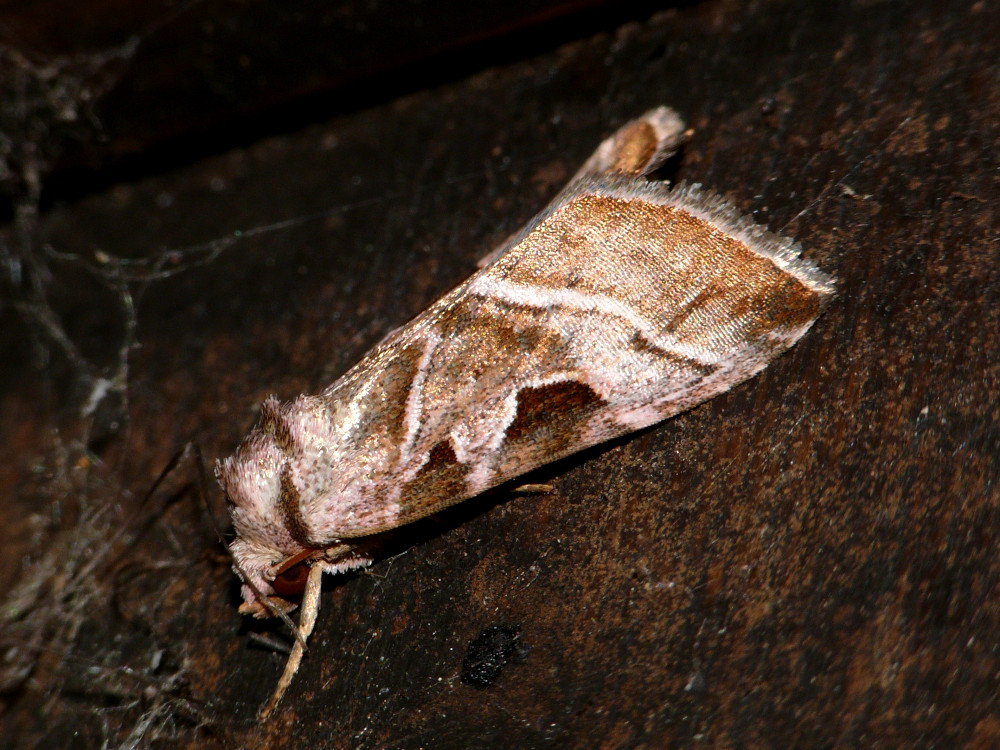 Bild Nr.09525 zum Vergrößern klicken Bild Nr.09525