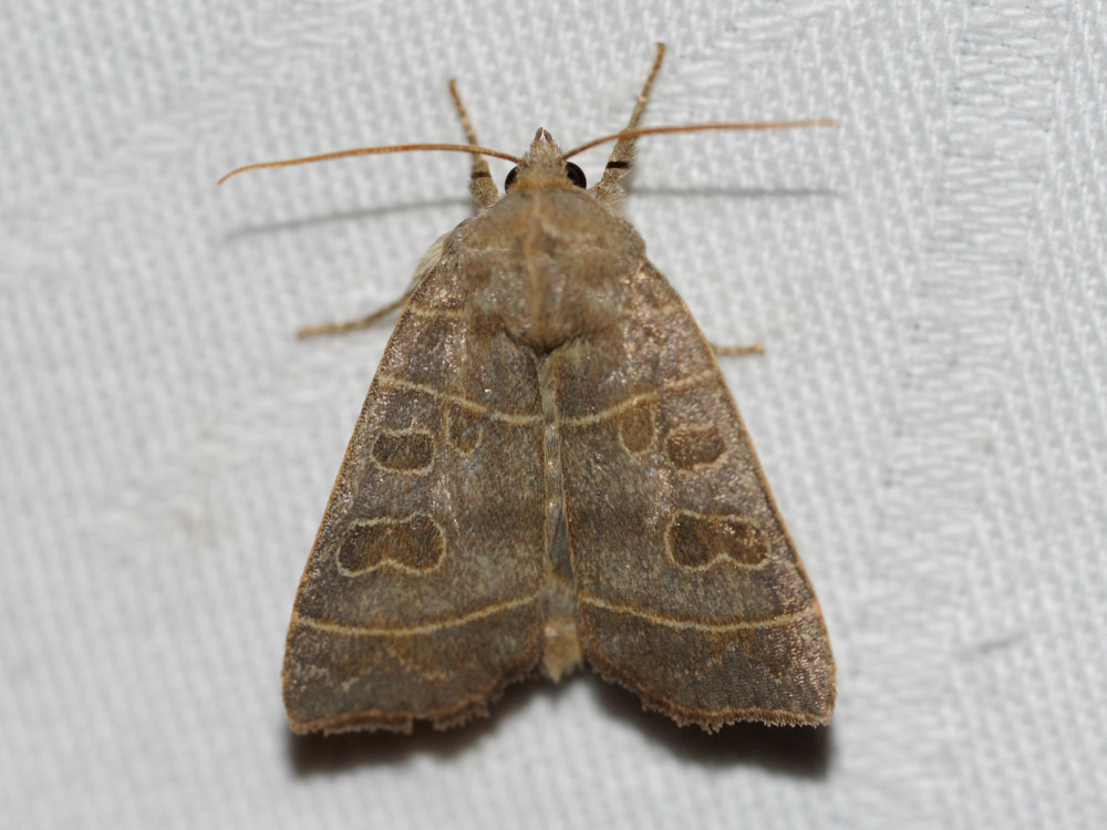 Bild Nr.09528 zum Vergrößern klicken Bild Nr.09528