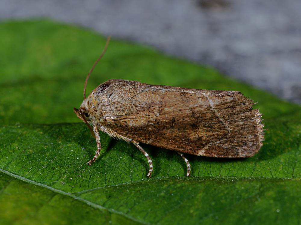 Bild Nr.09548 zum Vergrößern klicken Bild Nr.09548