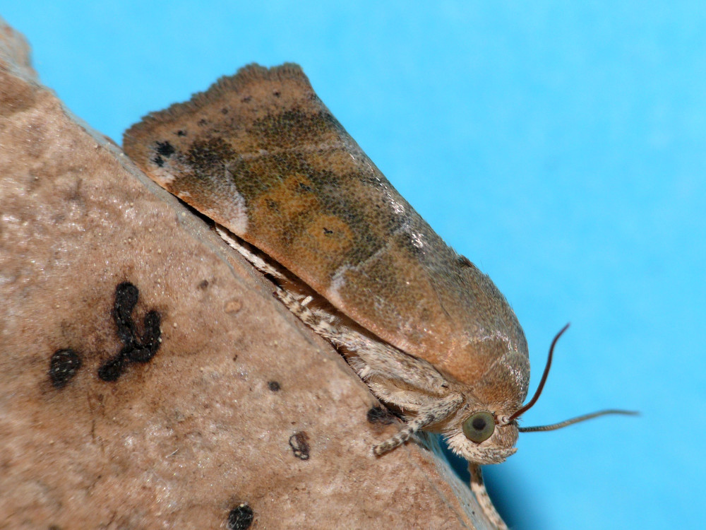 Bild Nr.09548 zum Vergrößern klicken Bild Nr.09548