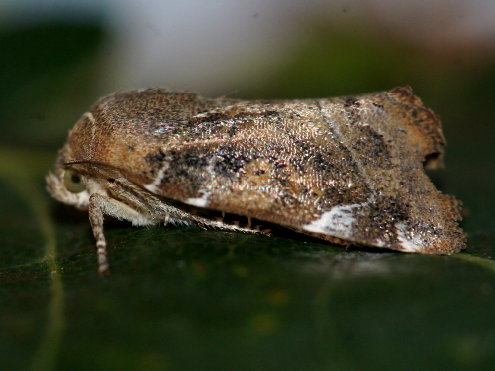 Bild Nr.09548 zum Vergrößern klicken Bild Nr.09548