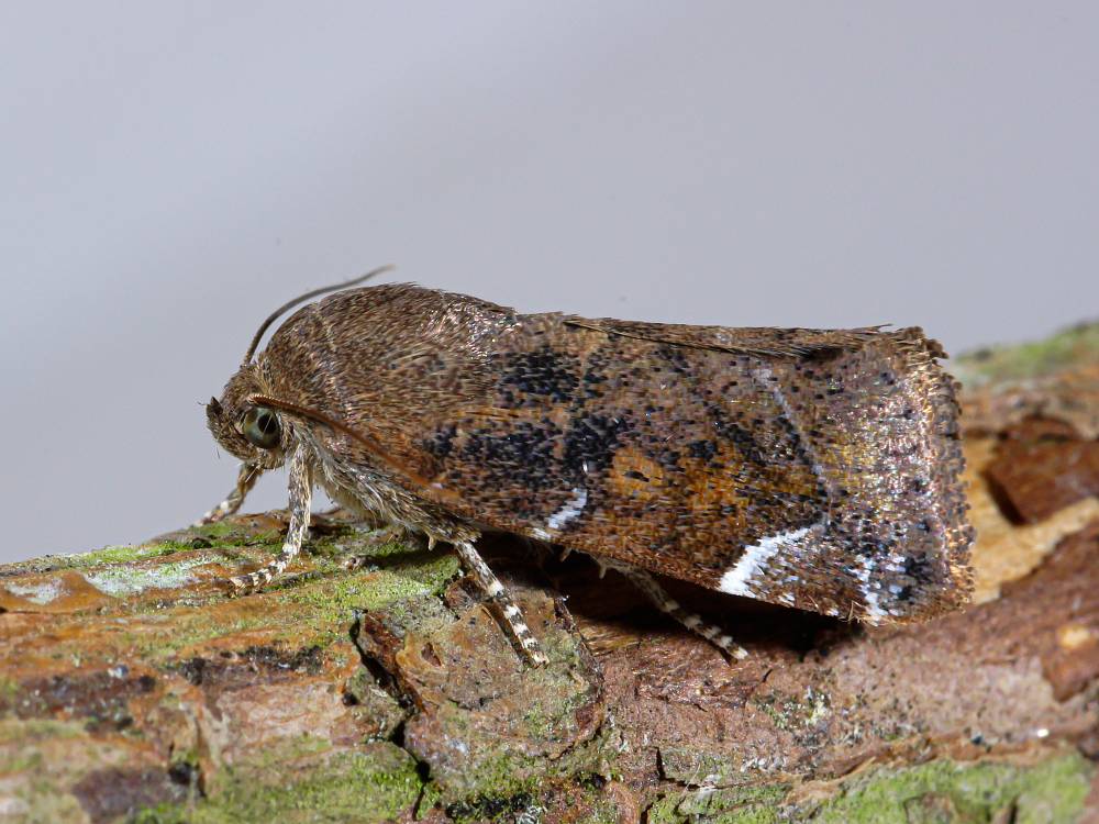 Bild Nr.09548 zum Vergrößern klicken Bild Nr.09548