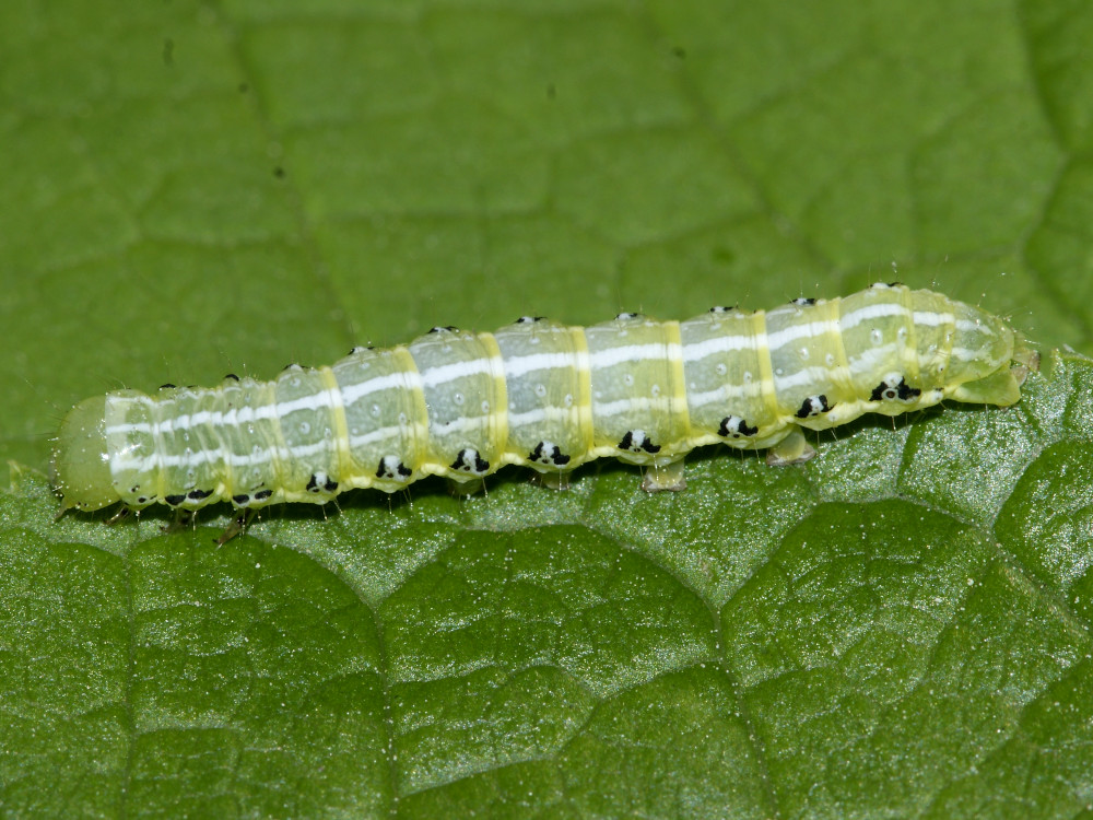 Bild Nr.09548 zum Vergrößern klicken Bild Nr.09548