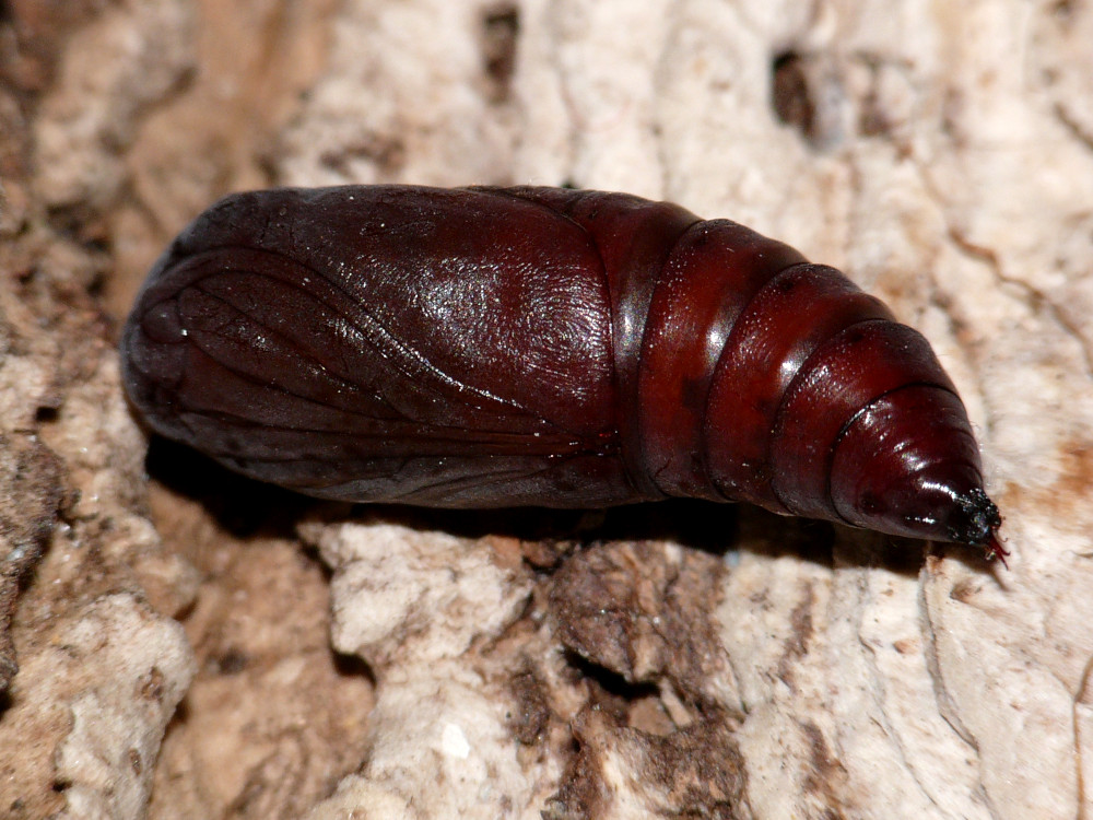 Bild Nr.09548 zum Vergrößern klicken Bild Nr.09548