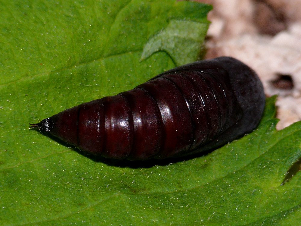 Bild Nr.09548 zum Vergrößern klicken Bild Nr.09548