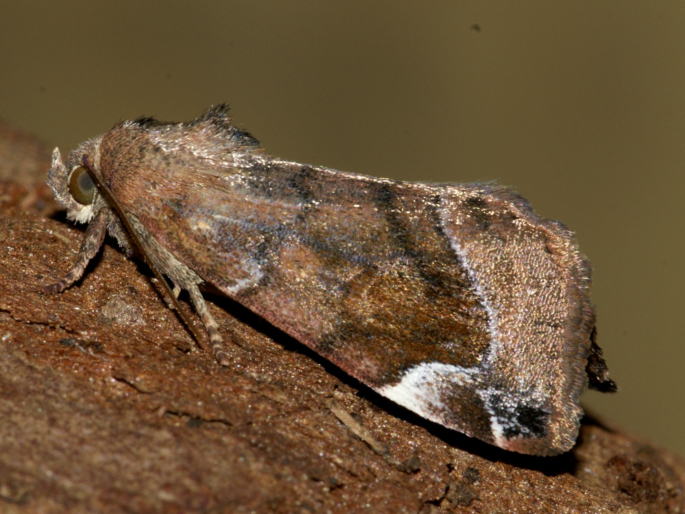 Bild Nr.09549 zum Vergrößern klicken Bild Nr.09549