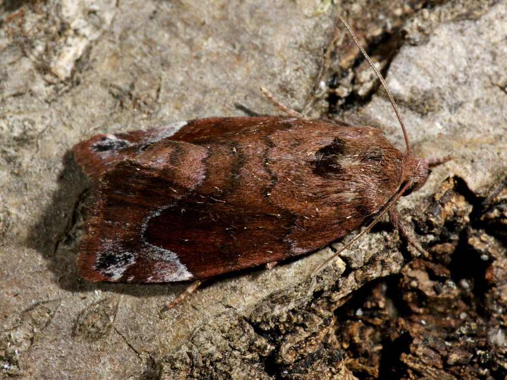 Bild Nr.09549 zum Vergrößern klicken Bild Nr.09549