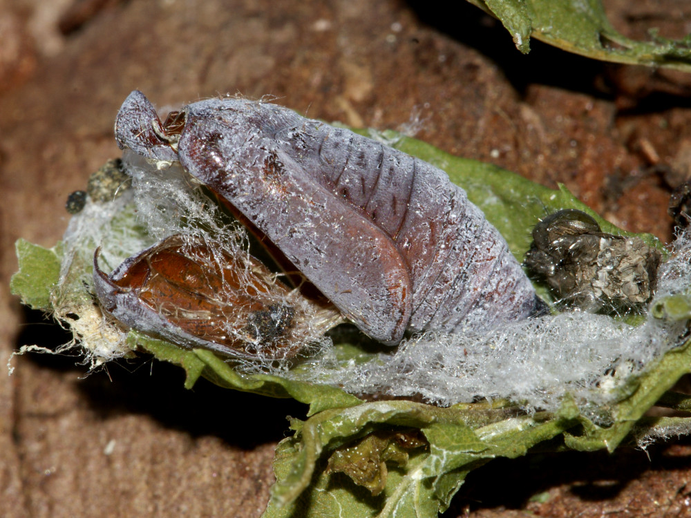 Bild Nr.09549 zum Vergrößern klicken Bild Nr.09549