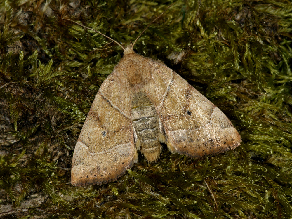 Bild Nr.09550 zum Vergrößern klicken Bild Nr.09550