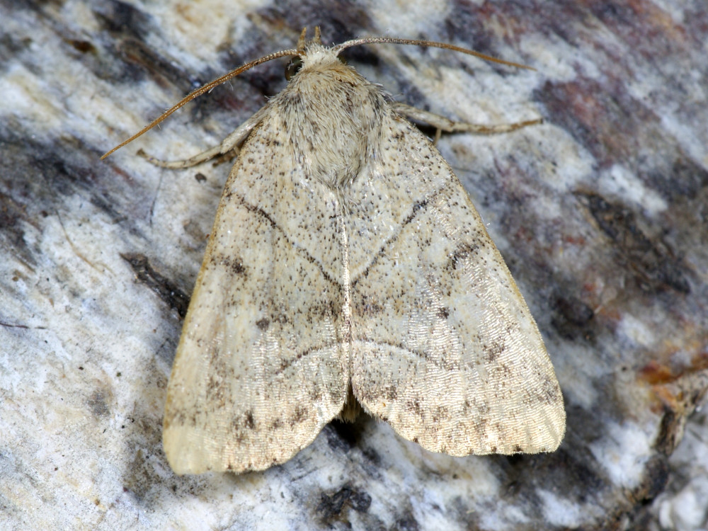 Bild Nr.09550 zum Vergrößern klicken Bild Nr.09550